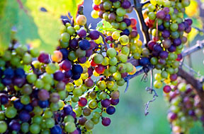 Texas Winery Vineyards